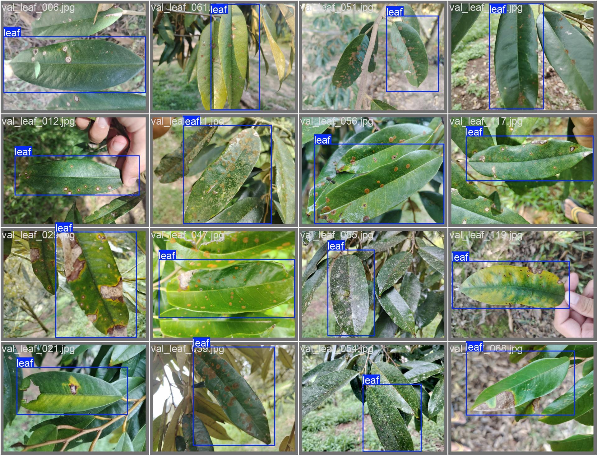Examples of YOLO bounding boxes localising durian leaves in validation images